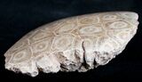 Polished Fossil Coral Head - Very Detailed #9340-2